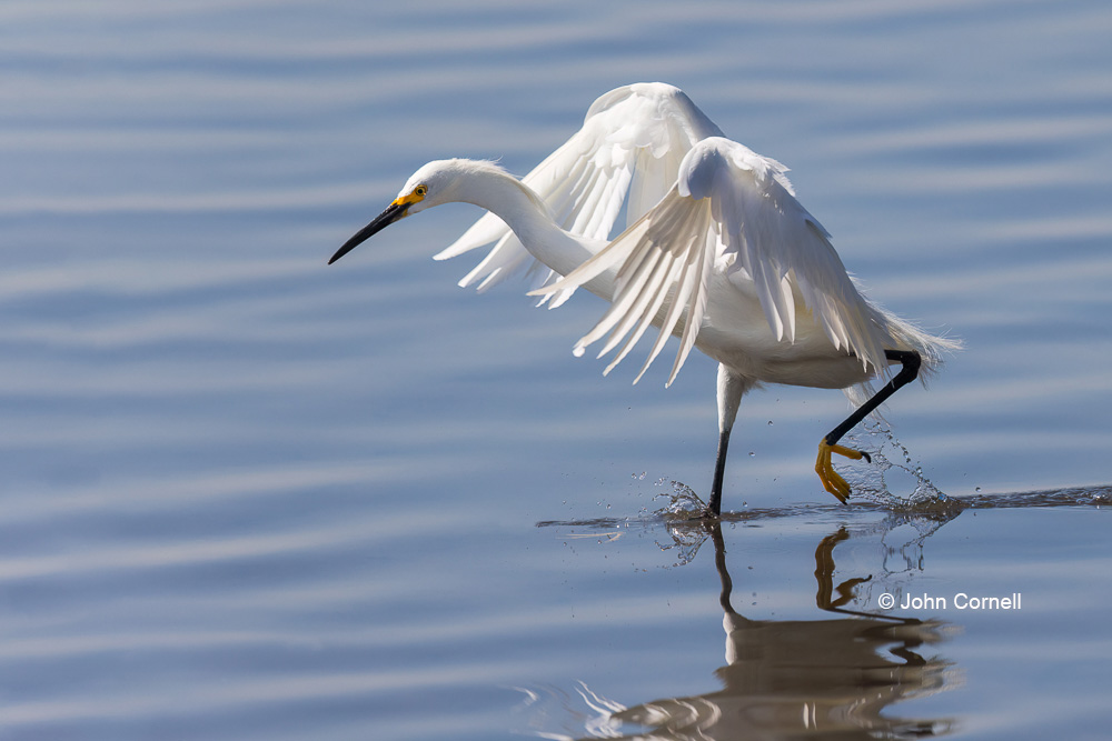 Egret;Egretta thula;Flying Bird;One;Photography;Snowy Egret;action;active;aloft;avifauna;behavior;bird;birds;color image;color photograph;feather;feathered;feathers;flight;fly;flying;foraging;in flight;motion;movement;natural;nature;one animal;outdoor;outdoors;soar;soaring;wild;wilderness;wildlife;wing;winged;wings